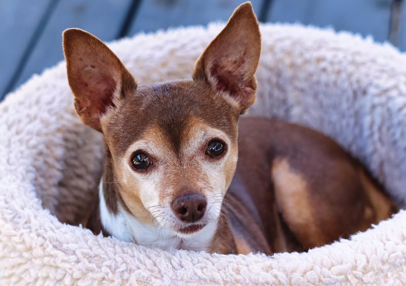 Vintage Suitcase Pet Bed